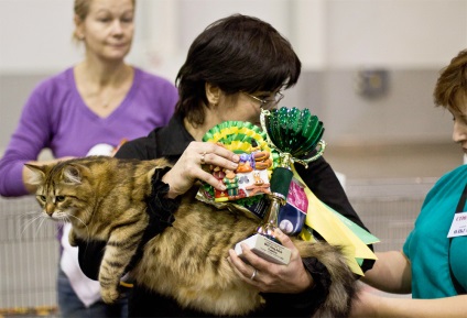 A macskák kiállítása - szibériai csoda-2011, élet a fényképen