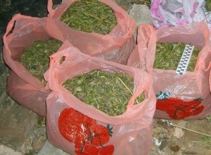 Voronej a ascuns 3 kg de marijuana în pod