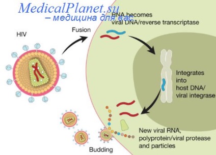 Agentul cauzal al infecției cu HIV