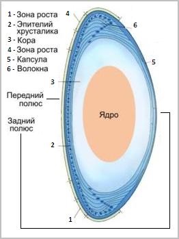 Cataracta legată de vârstă