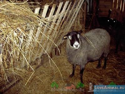 Totul despre hrănirea oilor acasă și iarna
