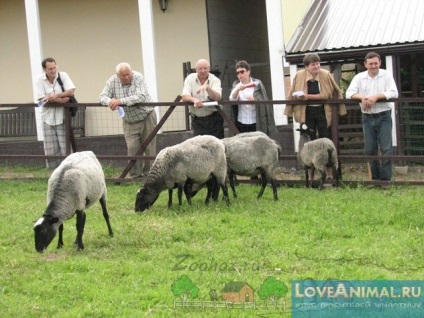 Totul despre hrănirea oilor acasă și iarna