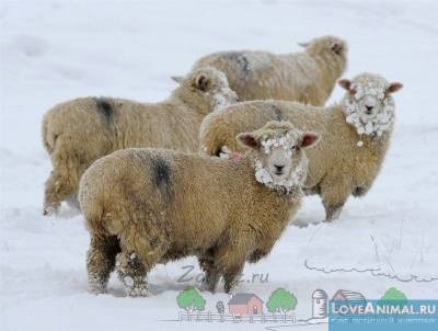 Totul despre hrănirea oilor acasă și iarna
