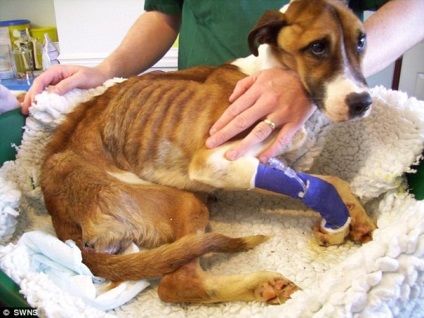 În Somerset, un câine este îngrijit, care a fost lipsit de foame timp de 2 luni