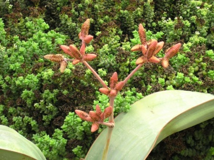 Welwitschia mirabilis vagy welvichia csodálatos (magvak)