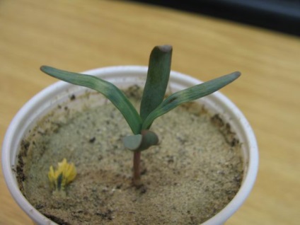 Welwitschia mirabilis vagy welvichia csodálatos (magvak)