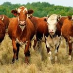 Caracteristicile raselor de vaci sunt stepă roșie și kazahă cu cap alb; Galloway și Indian,