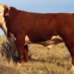 Caracteristicile raselor de vaci sunt stepă roșie și kazahă cu cap alb; Galloway și Indian,
