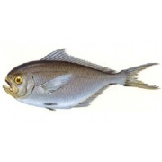 Grayling (conținutul de proteine, grăsimi, carbohidrați), calorii, valoare nutritivă și beneficii