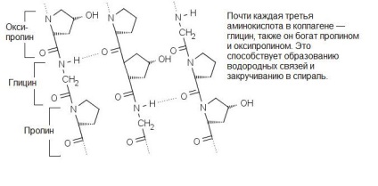 Gustare rece din colagen, pisica schroedinger