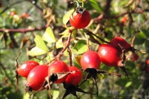 Boros tűk, kutya rózsa, vöröshagyma a vényköteles nyomástól