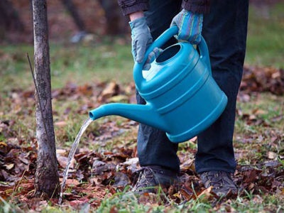 Plante conifere în designul peisajului parcului grădinii