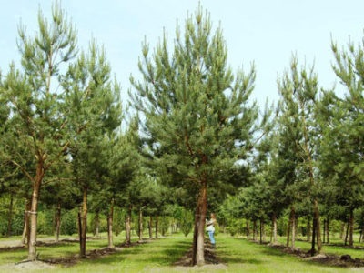 Plante conifere în designul peisajului parcului grădinii