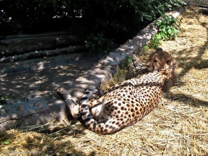 Yalta zoo fairy tale (Yalta - atracții, locuri de vizitat, locuri interesante)