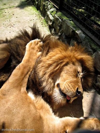 Yalta zoo fairy tale (Yalta - atracții, locuri de vizitat, locuri interesante)