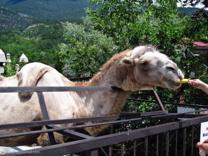 Yalta zoo fairy tale (Yalta - atracții, locuri de vizitat, locuri interesante)