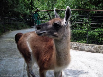 Jaltai állatkert mese (jalta - látnivalók, látnivalók, érdekes helyek)