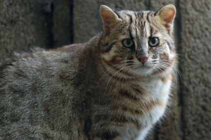 Yamaneko - pisici sălbatice din Japonia