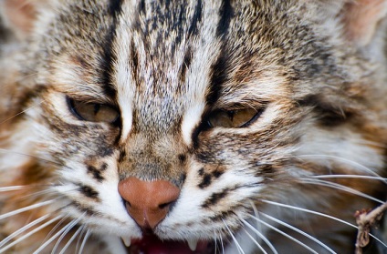 Yamaneko - pisici sălbatice din Japonia