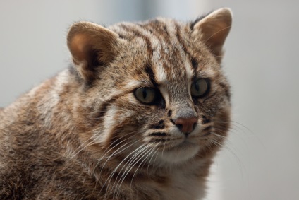 Yamaneko - pisici sălbatice din Japonia