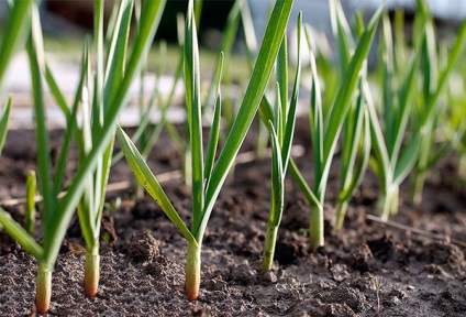 Usturoi de primăvară - cultivarea și îngrijirea în Siberia și în alte regiuni