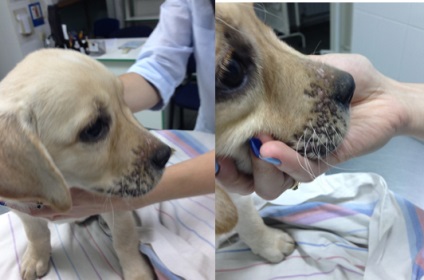 Limfadenită sterilă juvenilă și dermatită granulomatoasă, lumea medicilor veterinari