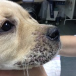 Limfadenită sterilă juvenilă și dermatită granulomatoasă, lumea medicilor veterinari