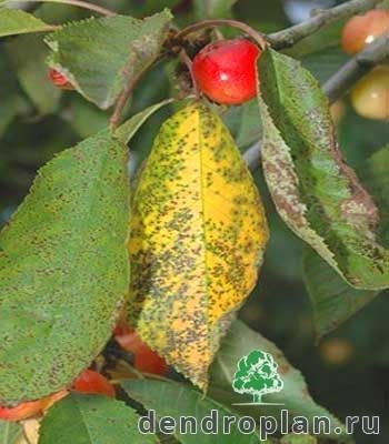 Boli ale pomilor fructiferi și tratamentul acestora