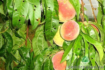 Boli ale pomilor fructiferi și tratamentul acestora