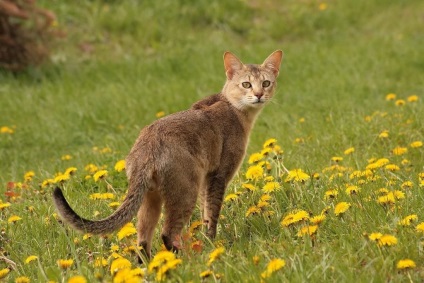 Cat de reed Sănătate