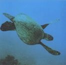 Turtle de mare verde
