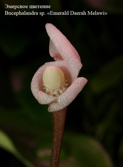 Asteroidul verde Borneo de la mlastina la acvariu