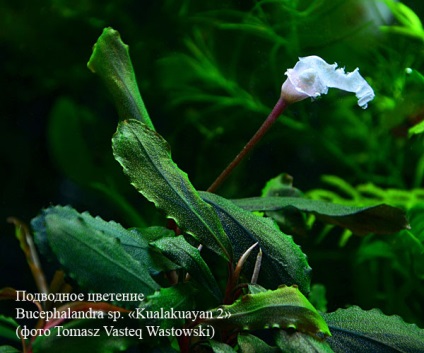 Asteroidul verde Borneo de la mlastina la acvariu