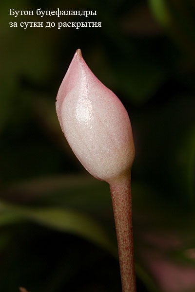 Asteroidul verde Borneo de la mlastina la acvariu