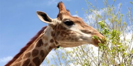 Girafa - o creatură uimitoare, un parc de safari 