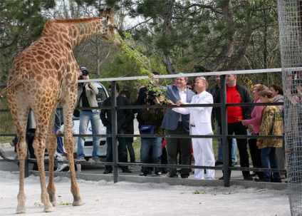 Girafa - o creatură uimitoare, un parc de safari 