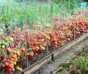 Locuitorii din orașul port din sud, în regiunea Odessa va crește tomate