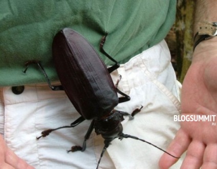 Beetle Beetle