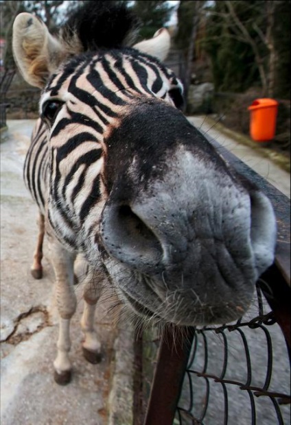 Structura zoo (yalta), caracteristici