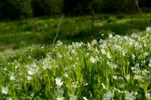 Starry este o descriere obișnuită, compoziția și puterea de vindecare a plantelor, baza cultivării și îngrijirii,