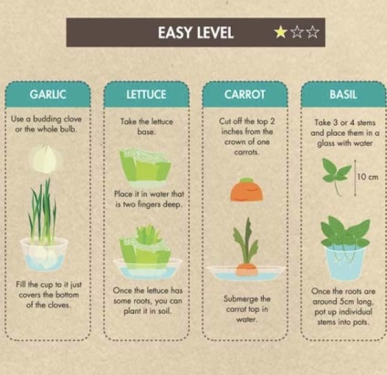 10 Zöldség, amelyet újra lehet termeszteni vízzel