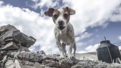 10 Fapte uimitoare despre vederea animalelor