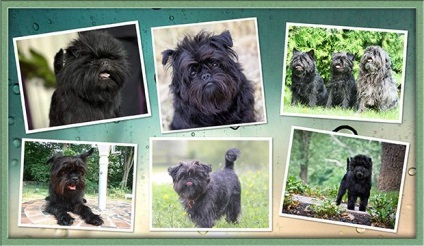 Affenpinscher - descrierea rasei, caracterului, zoomir