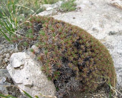 Acantholimon - leírás, típusok, fotók, ápolás, tartalom, transzplantáció, kártevők,