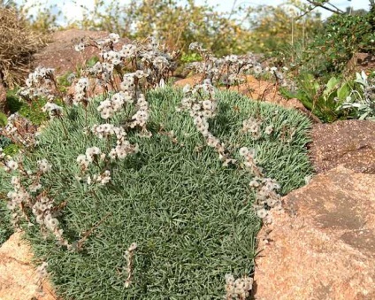 Acantholimon - leírás, típusok, fotók, ápolás, tartalom, transzplantáció, kártevők,