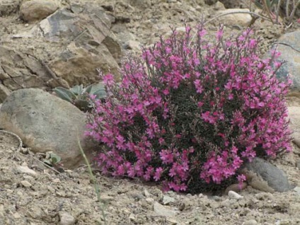 Acantolimon populare specie cu fotografii, secrete de creștere și reproducere, iernare