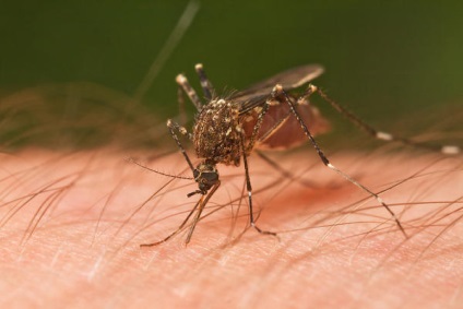 Alergia la tratamentul de țânțari și la fotografie