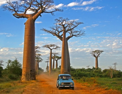 A madagaszkári baobabok sugárútja, az omyworld - a világ minden látnivalója