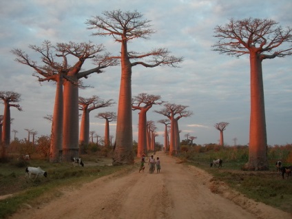 Avenue of baobabs în Madagascar, omyworld - toate atracțiile lumii