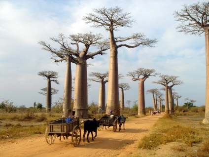 A madagaszkári baobabok sugárútja, az omyworld - a világ minden látnivalója